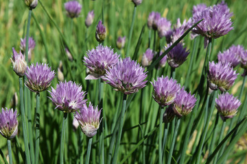 Fototapeta premium Decorative bow flowers on a green background