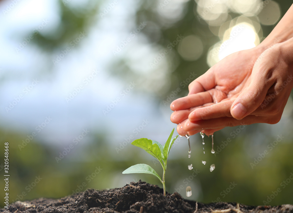 Wall mural farmer's hand watering a young plant on green bokeh nature