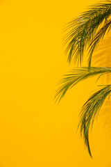 Fototapeta na wymiar Tropical plant over yellow wall background.