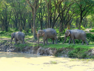 elephants near water