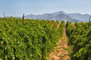 Fototapeta na wymiar Vineyards of Uzbekistan against the backdrop of the mountains on a sunny day