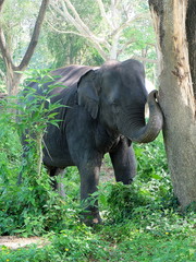 elephant in jungle