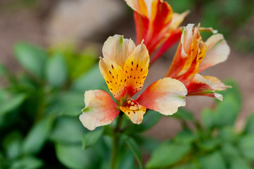 Lily of the Inca's