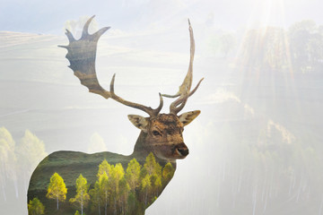 Red deer and the misty forest