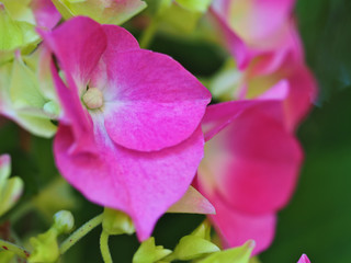 Medium profile Hydrangea macro