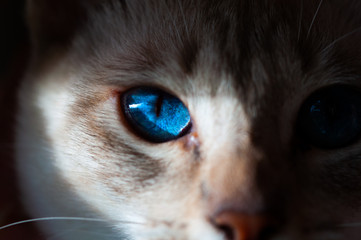 Blue eye of Siamese kitten