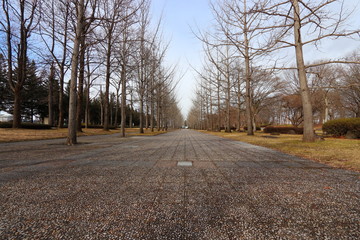 冬の銀杏並木と青空の背景