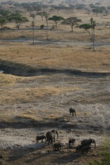 elefantes des de lejos en el paisaje - 320549832