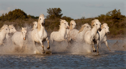 WHITE HORSES - 320550088
