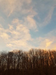 Fototapeta premium bei Sonnenuntergang im Park zwischen den Bäumen