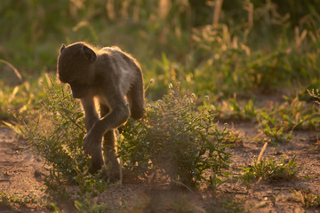 A young Chacma baboon - Papio ursinus - is backlit by the rising run as it plays and forages for food in the Kruger National Park, South Africa