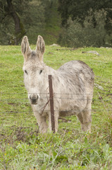 Naklejka na ściany i meble Donkey of Andalusian breed in green meadow of holm oaks looking behind a wire mesh looking curiously