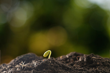 Farmer's hand watering a young plant on green bokeh nature