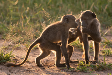 Young members of a Chacma baboon - Papio ursinus - troop are backlit by the rising run as they play in the veld in the Kruger National Park, South Africa