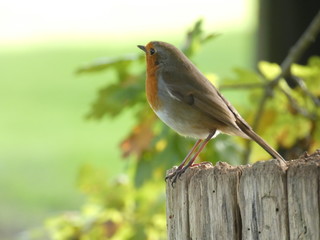 Robin on gate post