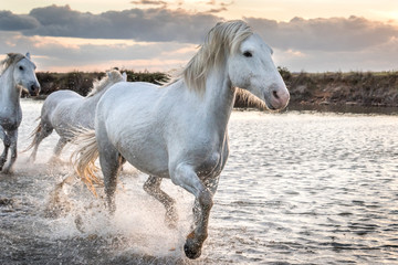Fototapeta na wymiar White horses in Camargue, France.