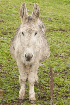 Donkey of Andalusian breed in green meadow of holm oaks looking behind a wire mesh looking curiously