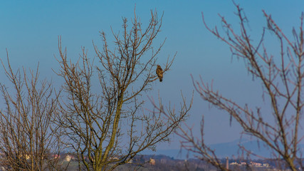 Buzzard waiting for a tree hunting near a field