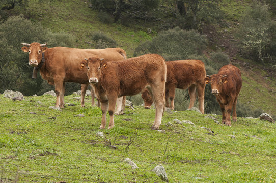 Cows of limousin breed crossed in green meadow of Andalucia with holm oaks looking curiously while taking the picture
