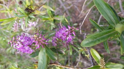 Flor de invierno