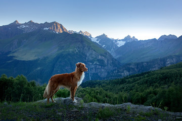 dog in the mountains. Nova Scotia Duck Tolling Retriever in the journey. A trip with a pet. Animal in beautiful landscape of Georgia