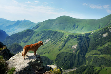 dog in the mountains. Nova Scotia Duck Tolling Retriever in the journey. A trip with a pet. Animal...