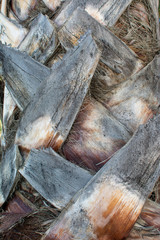 Tree palm trunk close up