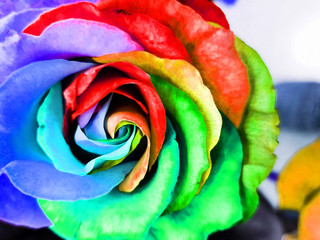 Fototapeta na wymiar rainbow rose texture
