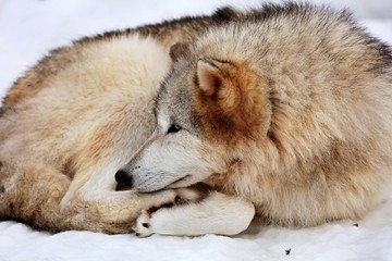 The Timber wolf, also known as the gray wolf, is a large canine native to Eurasia and North...
