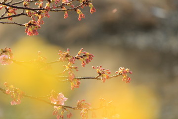 南伊豆　みなみの桜の蕾