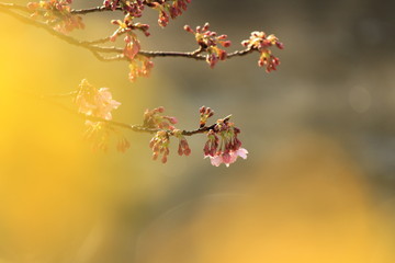 南伊豆　みなみの桜の蕾