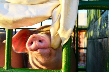 Funny pig playing with a rag in an aviary on a farm. Agricultural Business, background, texture