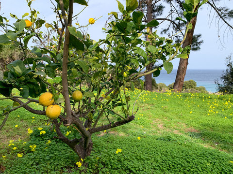 apples on tree