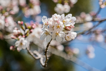 A closeup photo of Japanese cherry blossom (prunus serrulata) with a blue sky background