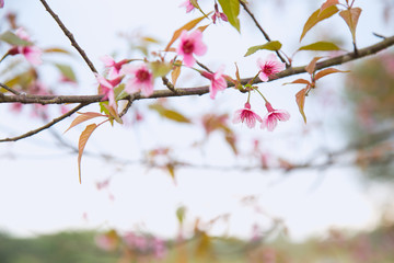 Beautiful cherry blossom or sakura in spring time over  sky