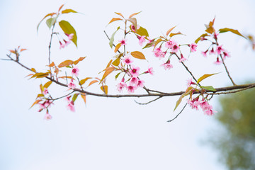 Beautiful cherry blossom or sakura in spring time over  sky