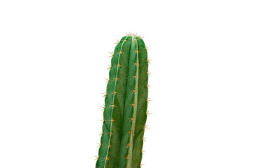 cactus isolé sur fond blanc