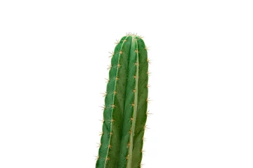 Tableaux ronds sur plexiglas Anti-reflet Cactus cactus isolé sur fond blanc
