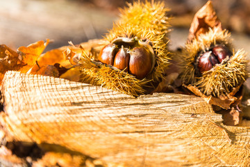 Forest chestnuts on autumn foliage