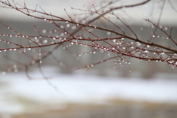 冬の朝、枝に凍り付く美しい水滴