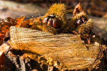 Forest chestnuts on autumn foliage