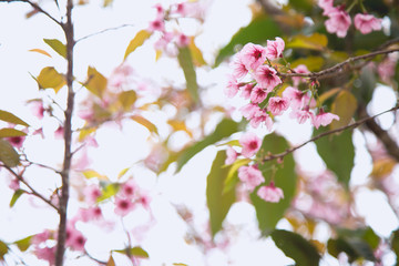 Beautiful cherry blossom or sakura in spring time over  sky