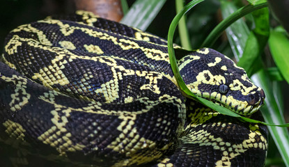 Close-up view of a Jungle Carpet Python (Morelia spilota cheynei)