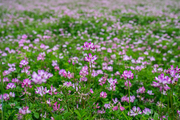 A closeup photo of alpine milk-vetch (astragalus alpinus) pink flower with a blurred background