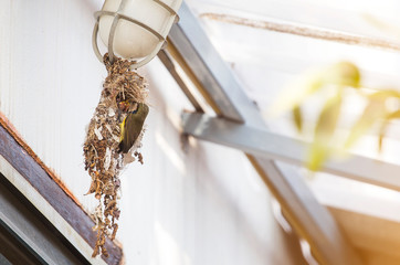 Sunbird feeding his babies in the nest hanging on outdoor lamp, animal life