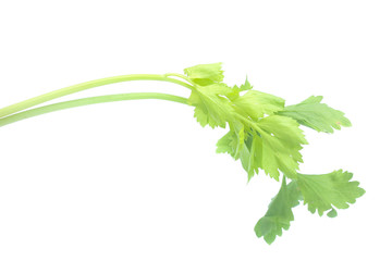 fresh celery on white background