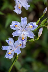 A closeup view of fringed irises (Iris Japonica)