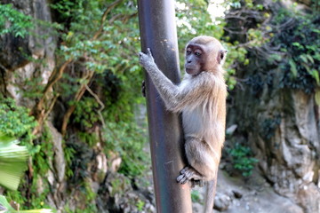 monkey climbing