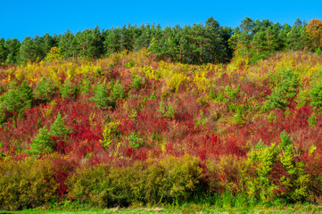 Colorful foliage of trees on a sunny autumn day