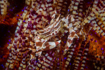 Zebra Urchin Crab (Zebrida adamsii), also known as Adam's Urchin Crab, Brachyura Crabs, Fire Urchin Crabs, Urchin Crabs near Anilao, Batangas, Philippines. Sea life and under water photography.